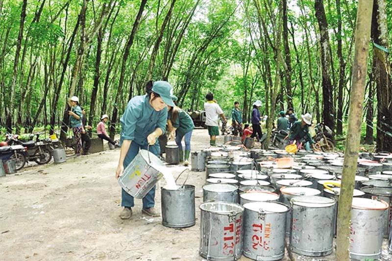Xuất khẩu cao su giảm ở hầu hết thị trường, khó đặt hy vọng vào Mỹ, EU